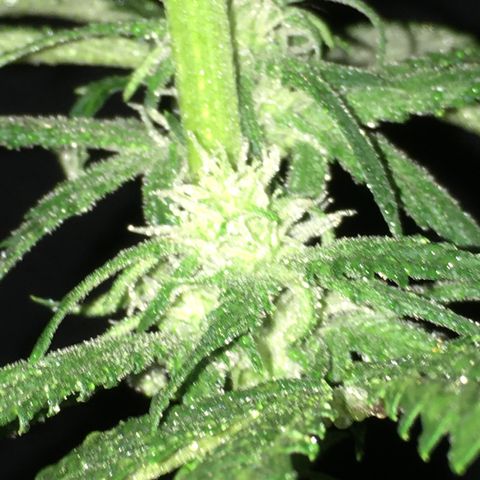 Purple Mimosa Xl Auto  #1 growlog timeline photo