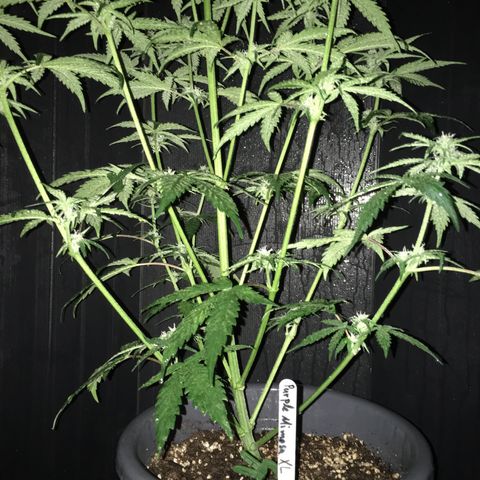 Purple Mimosa Xl Auto  #1 growlog timeline photo