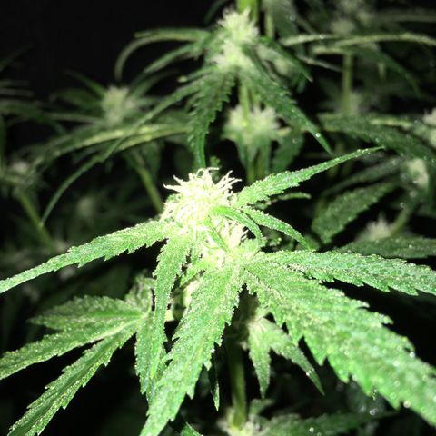 Purple Mimosa Xl Auto  #1 growlog timeline photo