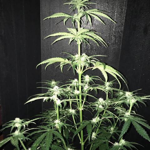 Purple Mimosa Xl Auto  #1 growlog timeline photo
