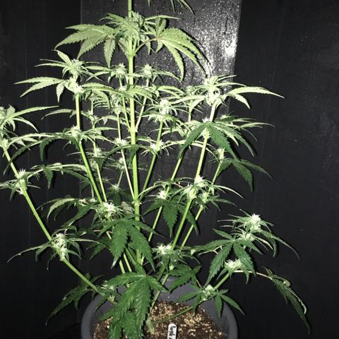 Purple Mimosa Xl Auto  #1 growlog timeline photo
