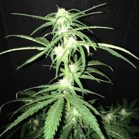 Purple Mimosa Xl Auto  #1 growlog timeline photo