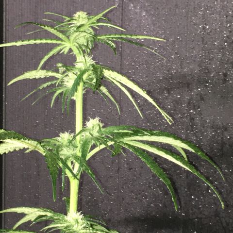 Purple Mimosa Xl Auto  #1 growlog timeline photo