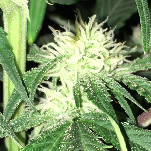 Green Crack  #1 growlog timeline photo