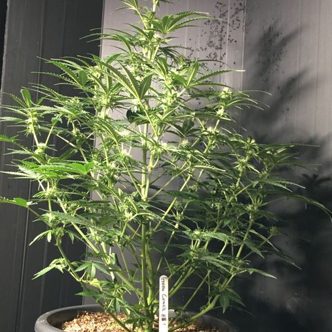 Green Crack  #1 growlog timeline photo