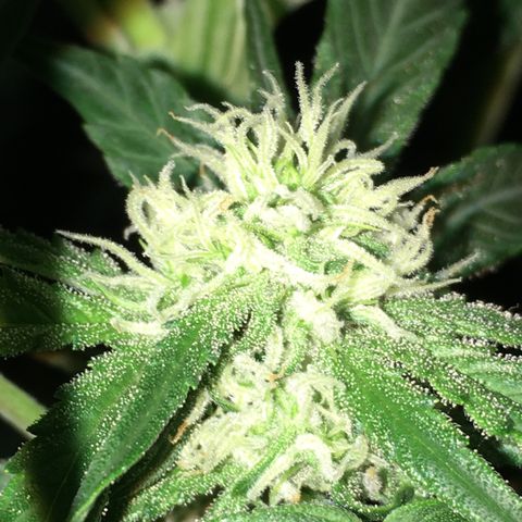 Green Crack  #1 growlog timeline photo