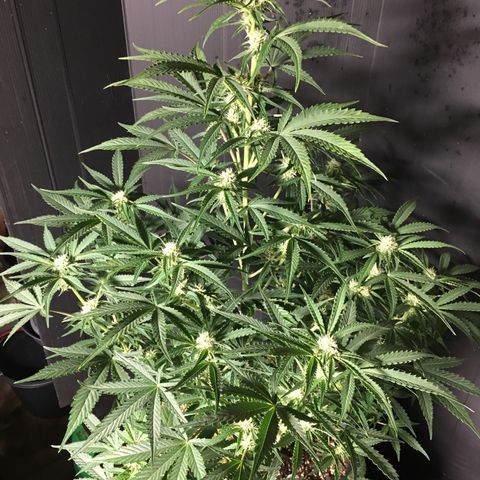Green Crack  #1 growlog timeline photo