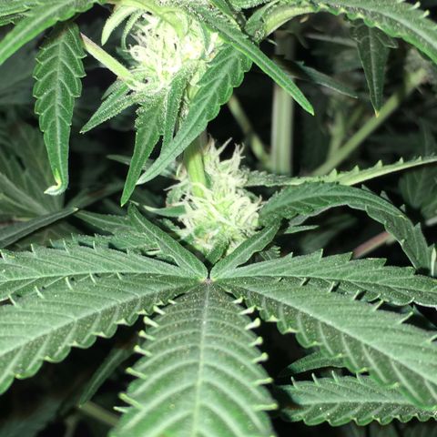 Green Crack  #1 growlog timeline photo