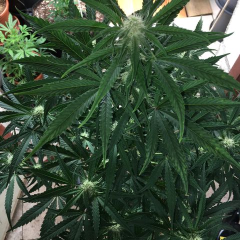Green Crack  #1 growlog timeline photo