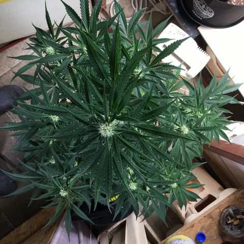 Green Crack  #1 growlog timeline photo