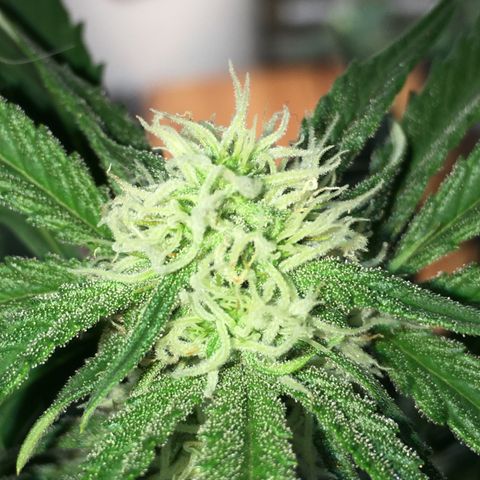 Green Crack  #1 growlog timeline photo