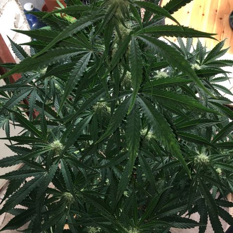 Green Crack  #1 growlog timeline photo