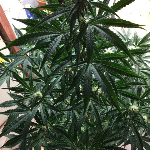 Green Crack  #1 growlog timeline photo
