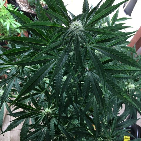 Green Crack  #1 growlog timeline photo
