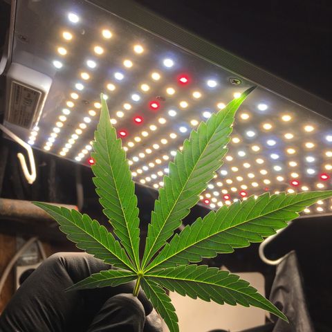Green Crack  #1 growlog timeline photo