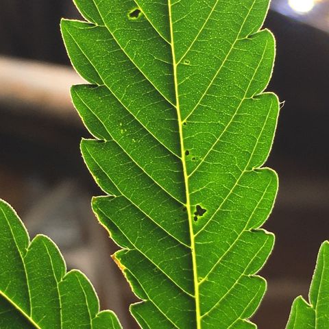 Green Crack  #1 growlog timeline photo