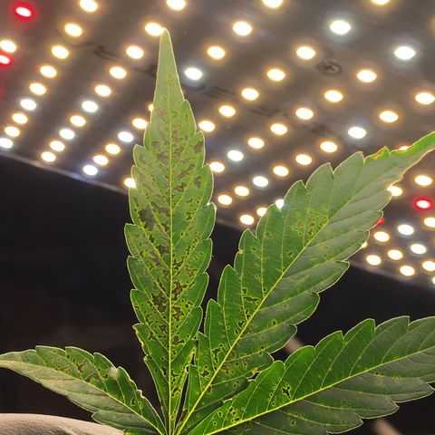 Green Crack  #1 growlog timeline photo