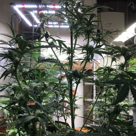 Green Crack  #1 growlog timeline photo