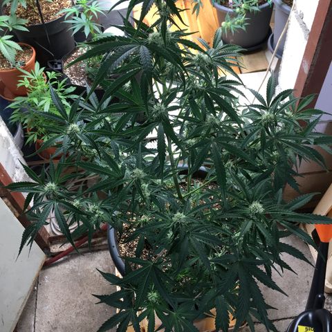 Green Crack  #1 growlog timeline photo