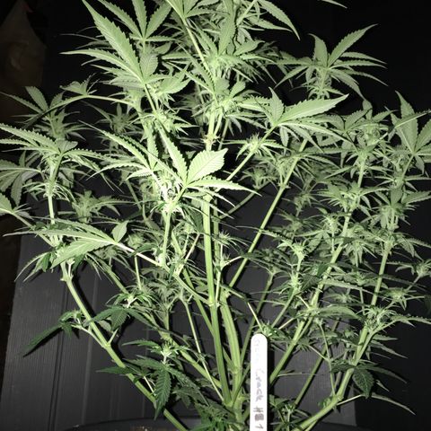 Green Crack  #1 growlog timeline photo