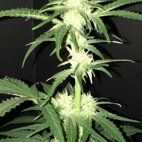 Green Crack  #1 growlog timeline photo