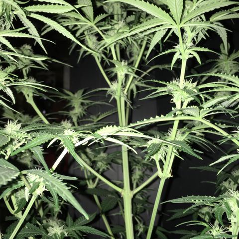 Green Crack  #1 growlog timeline photo