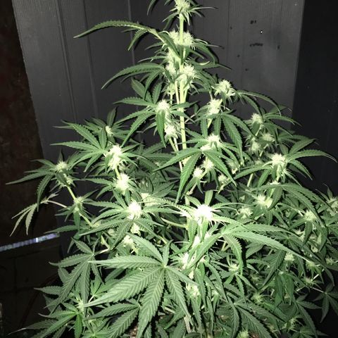 Green Crack  #1 growlog timeline photo