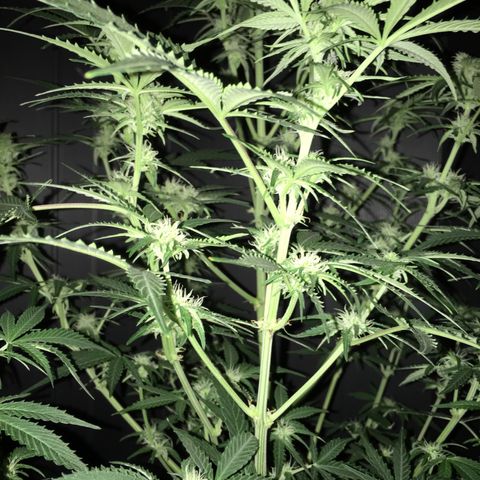Green Crack  #1 growlog timeline photo