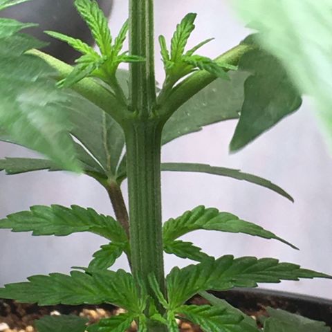 Ak47 #1 growlog timeline photo