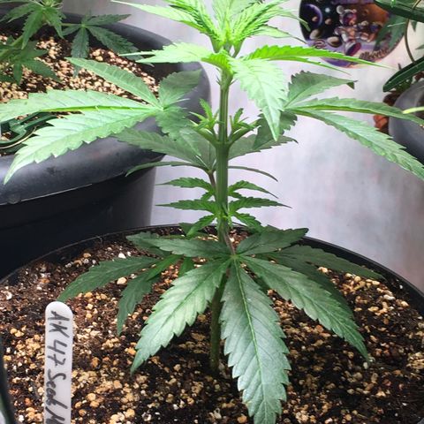 Ak47 #1 growlog timeline photo