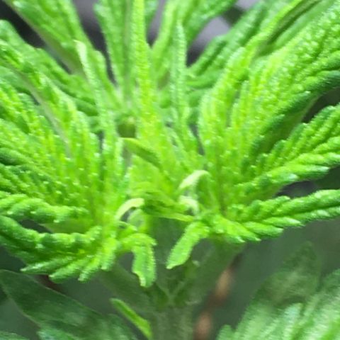 Ak47 #1 growlog timeline photo