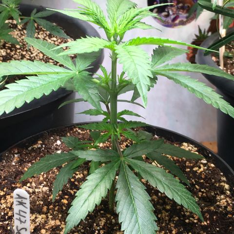 Ak47 #1 growlog timeline photo