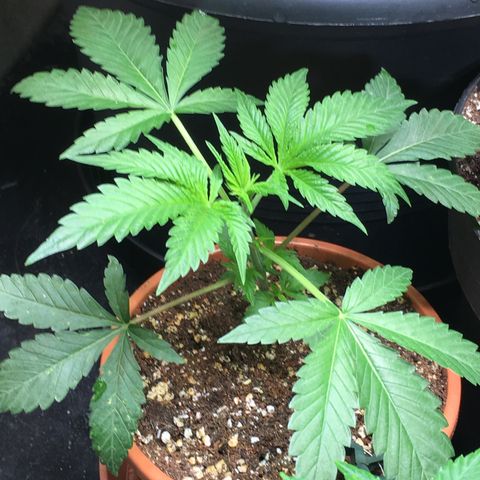 Gorilla Super Glue 2.0 growlog timeline photo