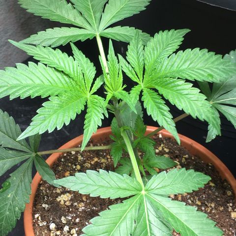Gorilla Super Glue 2.0 growlog timeline photo
