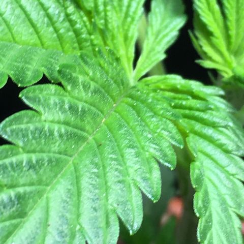 Gorilla Super Glue 2.0 growlog timeline photo