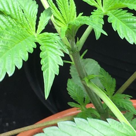 Gorilla Super Glue 2.0 growlog timeline photo