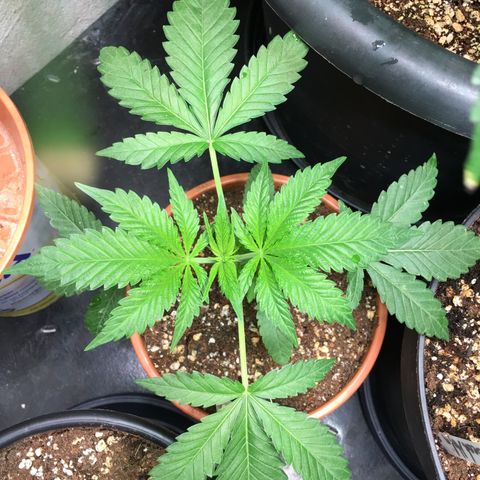 Gorilla Super Glue 2.0 growlog timeline photo