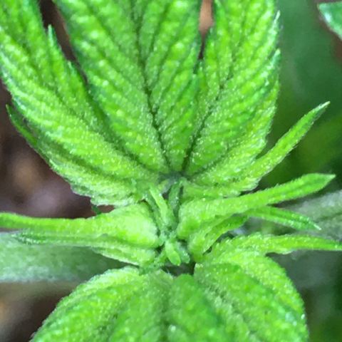 Gorilla Super Glue 2.0 growlog timeline photo
