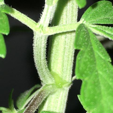 Ak47 #1 growlog timeline photo
