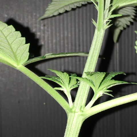 Ak47 #1 growlog timeline photo