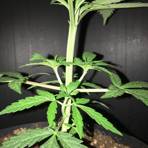 Ak47 #1 growlog timeline photo