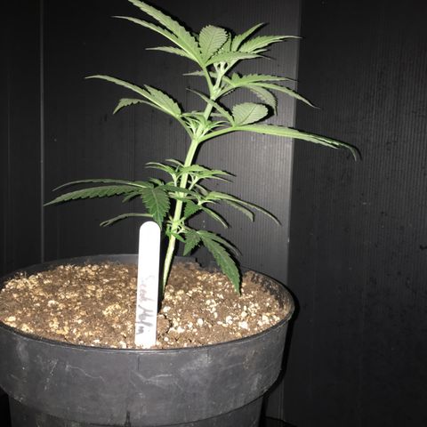 Ak47 #1 growlog timeline photo