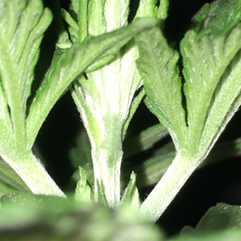 Ak47 #1 growlog timeline photo