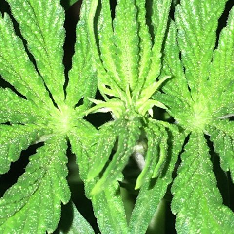 Ak47 #1 growlog timeline photo