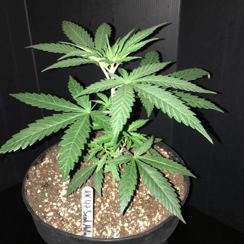 Ak47 #1 growlog timeline photo