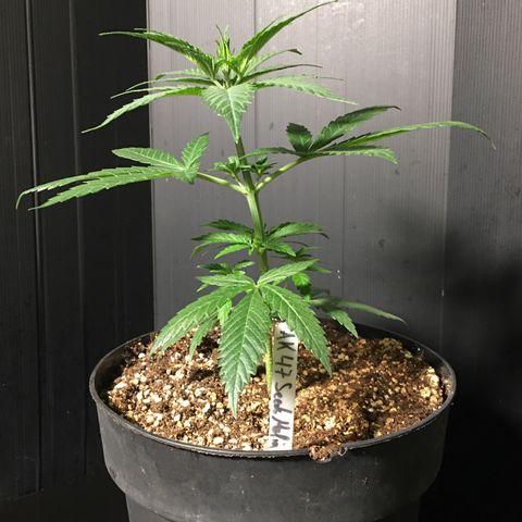 Ak47 #1 growlog timeline photo