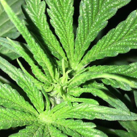 Ak47 #1 growlog timeline photo