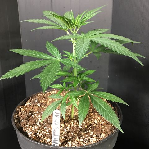 Ak47 #1 growlog timeline photo