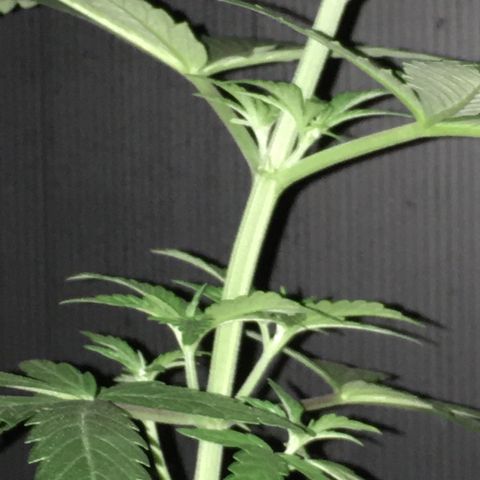 Ak47 #1 growlog timeline photo