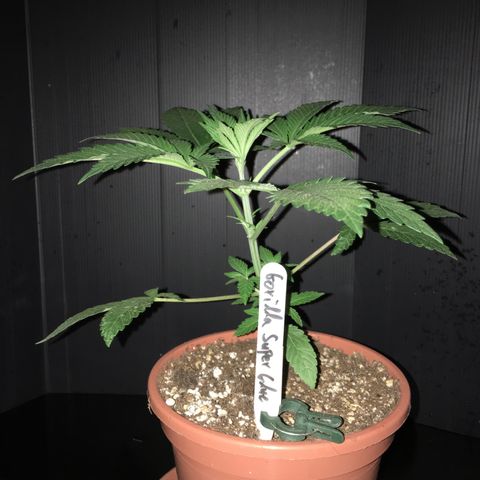 Gorilla Super Glue 2.0 growlog timeline photo